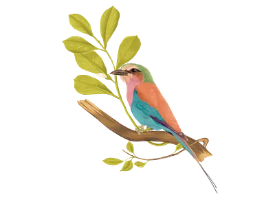 Aviary animal animal drawing animal illustration bird bird illustration birds botanical botanical art botanical illustration botanical illustrator digital illustration drawing illustration nature