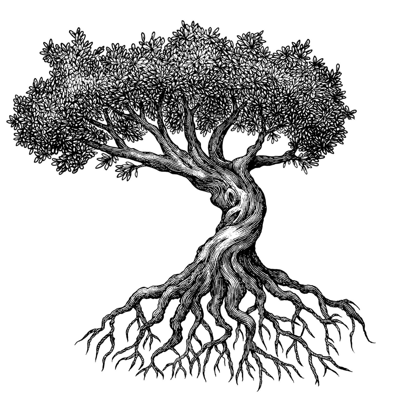 The Tree Illustration Collection by Steven Noble artwork design drawing engraving etching illustration illustrator ink line art logo nature scratchboard steven noble tree trees woodcut