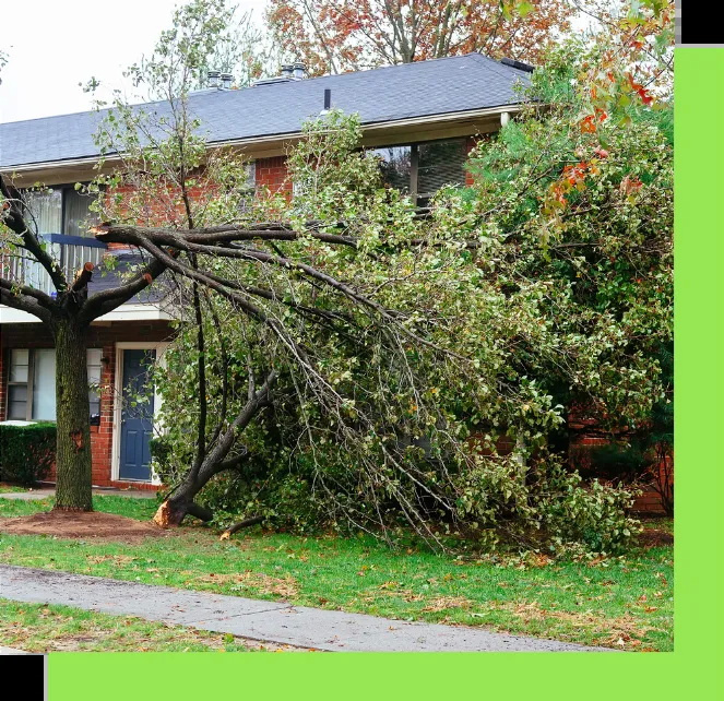 All Seasons Lawn Care by All Seasons Landscaping on Dribbble