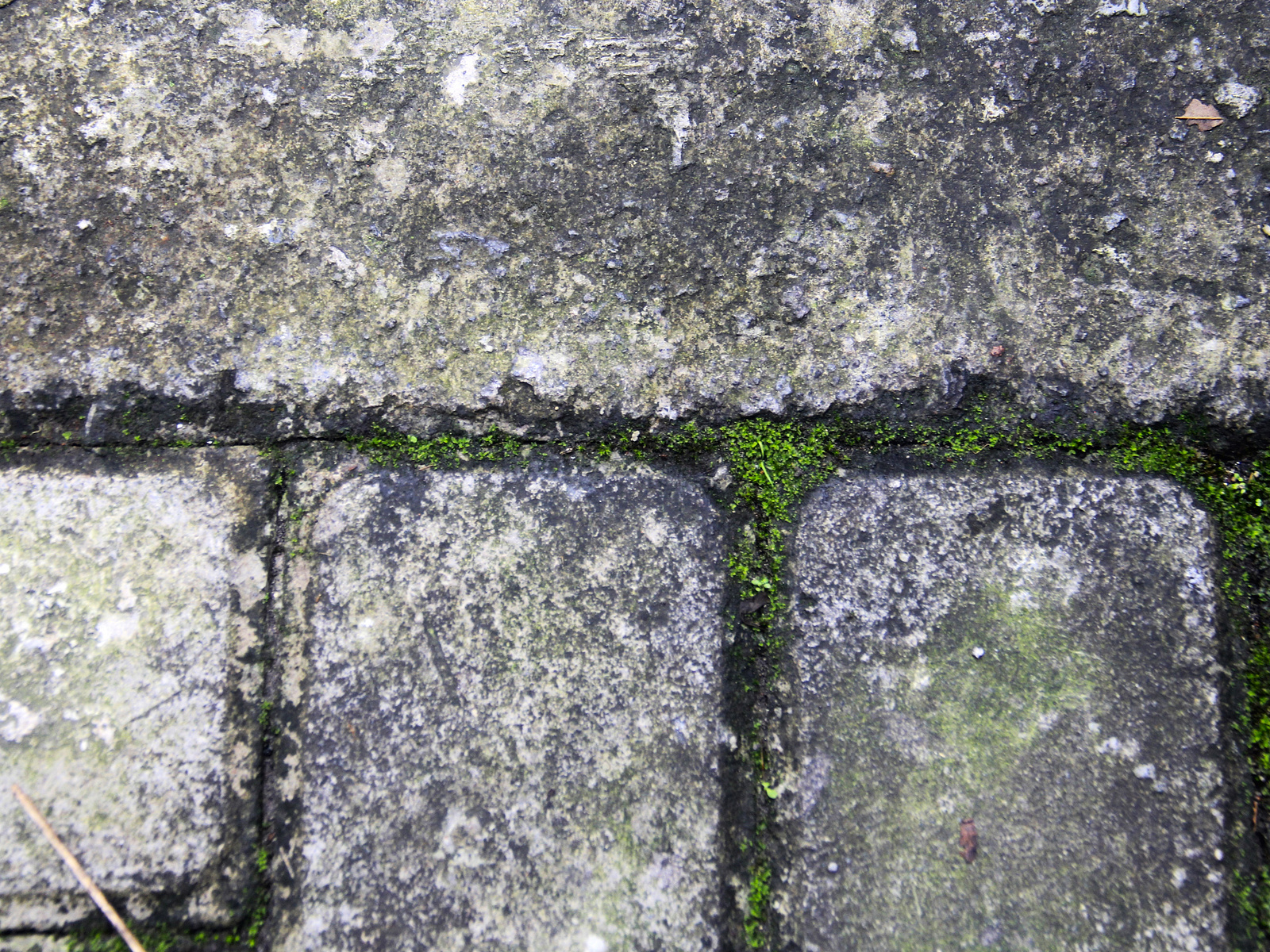 Patterned Mossy Brick Texture Photo by Dream Forest on Dribbble