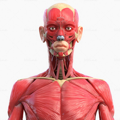 Huamn Muscle Anatomy 3D Model 3d 3d model 3d modelling anatomy c4d cinema 4d human muscle marmoset toolbag muscle