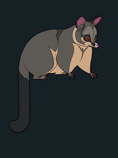 Possum animal illustration possum