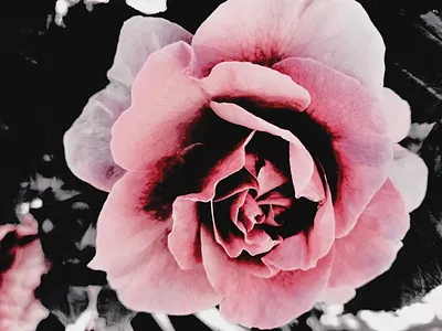 Roses in Garden abstractart art color colorgram flower flowers garden landscape landscape vines rose roses