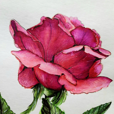 Just a rose flower illustration rose watercolor watercolor drawing