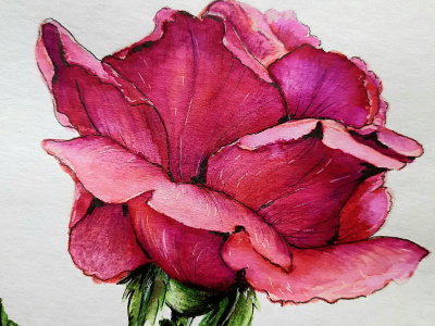 Just a rose flower illustration rose watercolor watercolor drawing