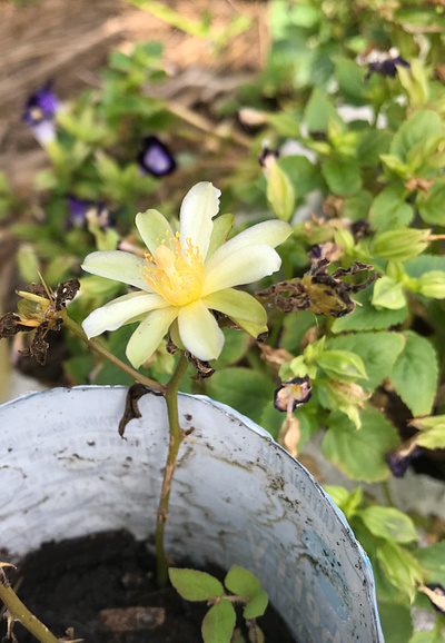 Garden Flower flower green nature photograph yellow