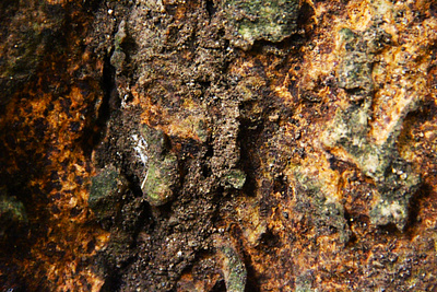 Tree Bark Texture Background Photo trunk