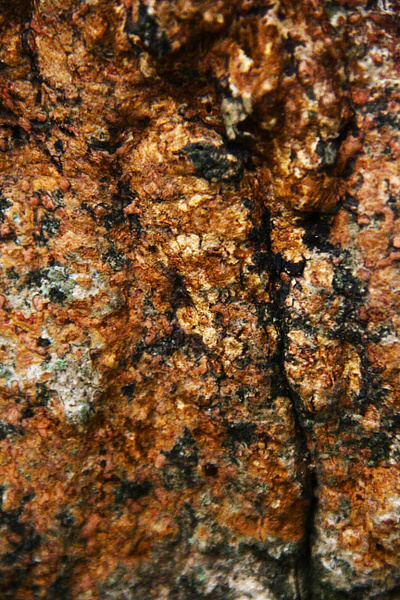 Photo Of Textured Brown Tree Bark weathered