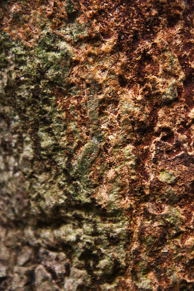 Photo Of Tree Bark With Hollow Texture shape