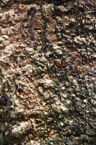 Mossy Tree Bark Texture Photo vintage