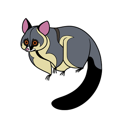Flat Possum animal illustration possum