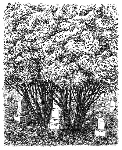 Sheltered Grave art artist artwork bush drawing hand drawn illustration ink landscape plants tree