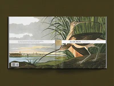 A is for...Audubon audubon book cover book design concept editorial typography