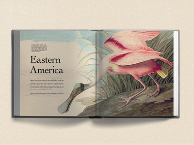 A is for...Audubon audubon birds book book design concept editorial typography