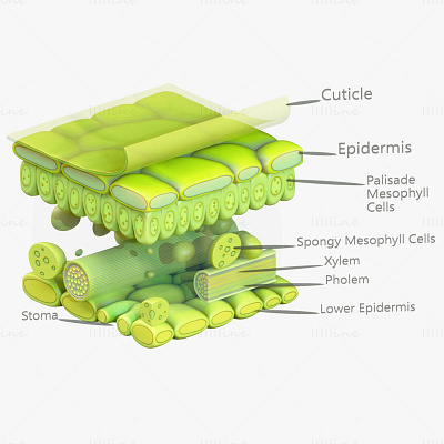 葉の解剖学レイヤー構造 3Dモデル 3d 3d model 3d modelling c4d cinema 4d leaf