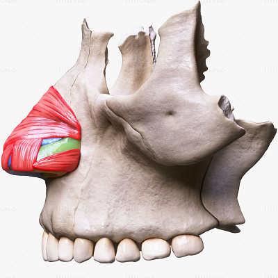 鼻の人体解剖構造 3Dモデル 3d 3d model 3d modelling anatomy animation nasal