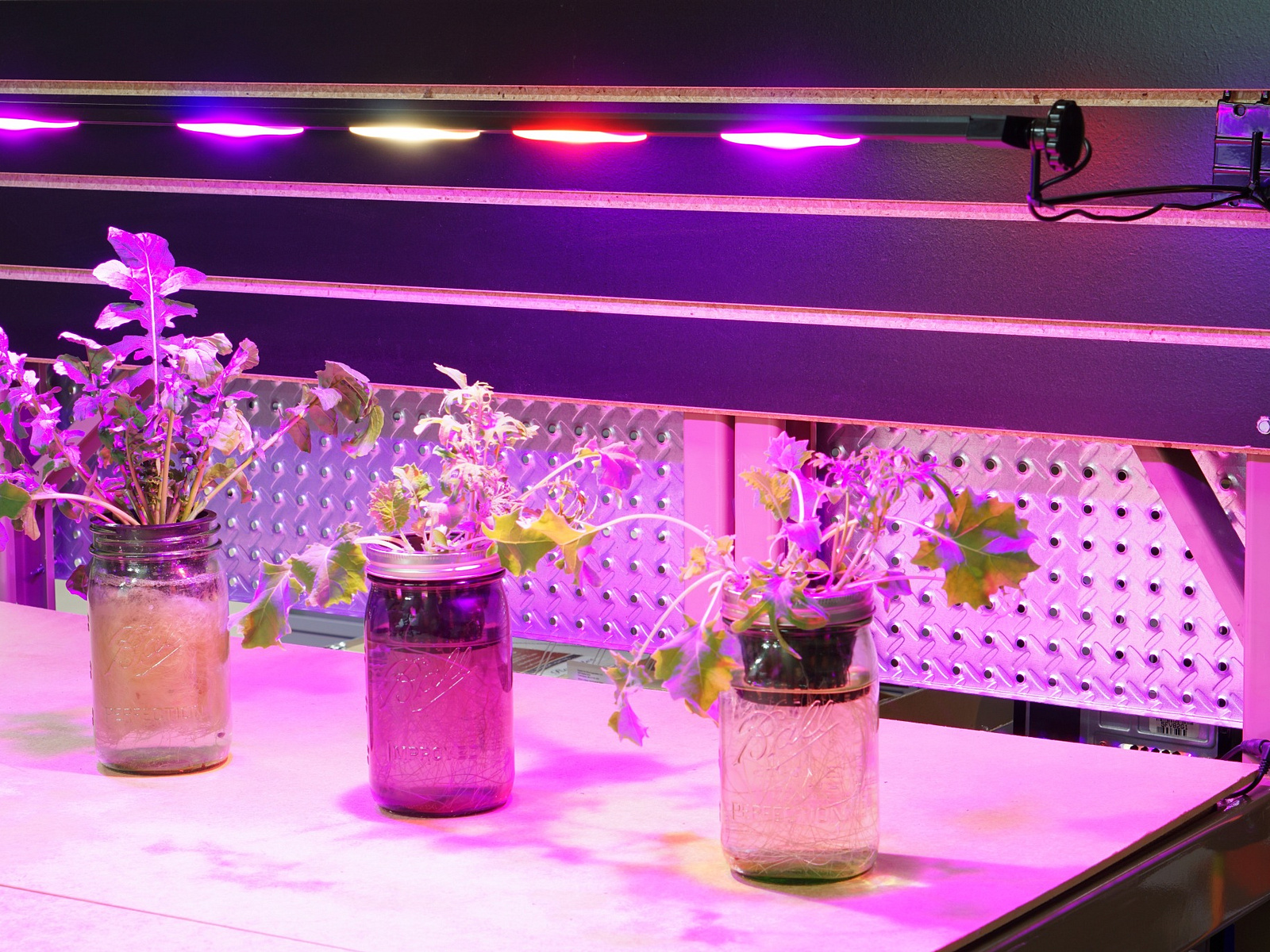 a-simplified-guide-to-led-grow-light-coverage-and-intensity-by