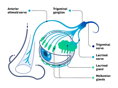 The structure of the ocular nerves. Json web isometric animation 3d animation data visualization eye infografia infographic infographics information design isometric isometry json lottie motion design nerves ocular structure svg vector web