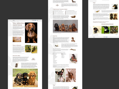 Longread about dachshund graphic design longread ui