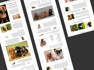 Longread about dachshund graphic design longread ui