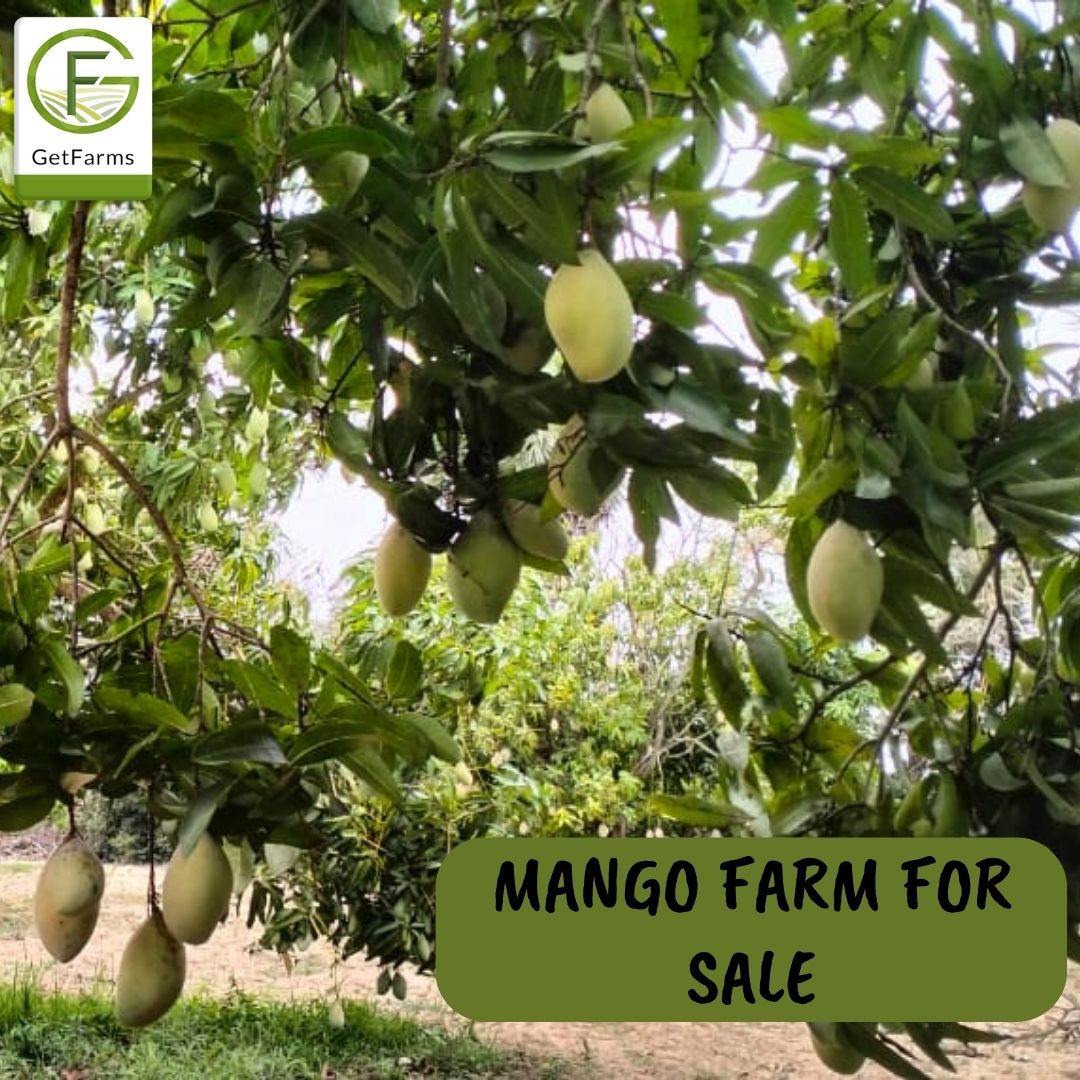 What is the cost of a 1 acre mango farm in chennai? by Adomas on Dribbble