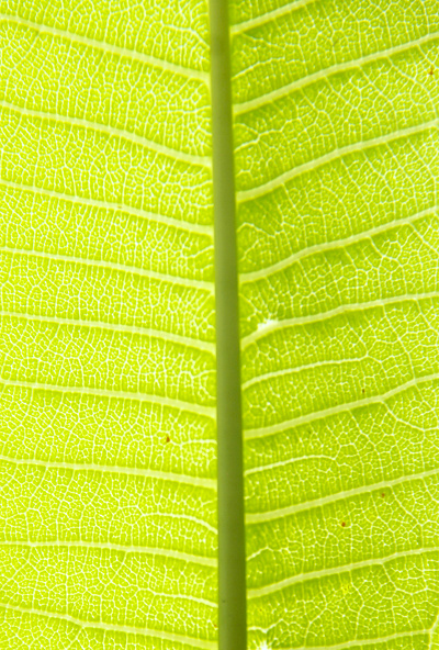 Leaf Texture's Photo big