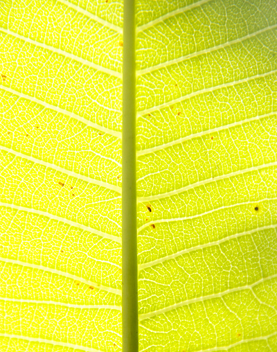 Patterned Leaf Texture's Photo light