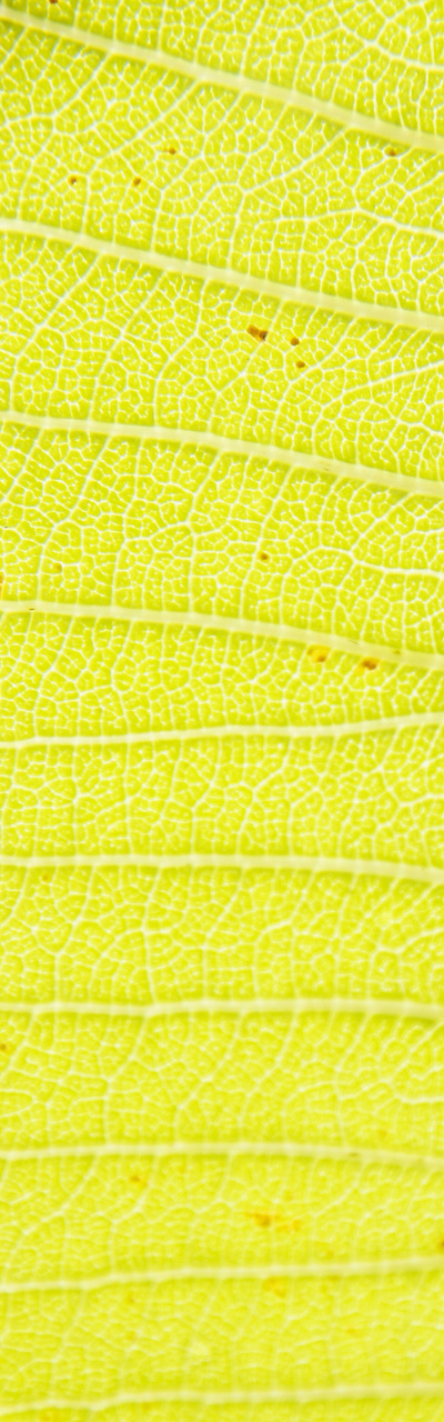 Beautiful Patterned Leaf Texture Photo pattern