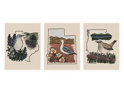 State Birds & Flowers birds bluebonnet californiagull design drawing flowers hermitthrush illustration northernmockingbird redclover segolily texas utah vermont