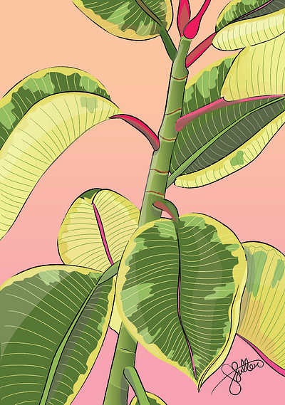 Ficus Vector Illustration illustration vector