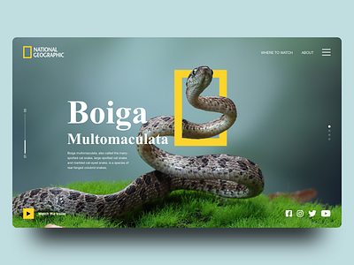 National Geographic Web Design branding design illustration interaction interface logo ui ux vector web