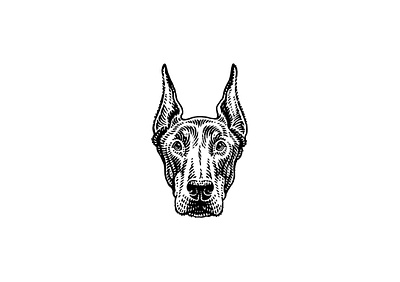 Doberman black and white classical dog engraving etching illustration linear retro scratchboard vintage