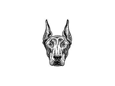 Doberman black and white classical dog engraving etching illustration linear retro scratchboard vintage