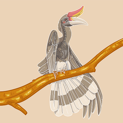 Endemic Fragile Series - Hornbill bird book cover cover art design digital illustration endemic extinction fragile hornbill illustration painting series skeleton