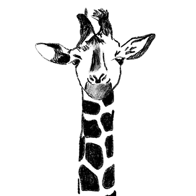 Giraffe Illustration- Black and White animal design animal digital animal illustration animal sketch black and white character character design face giraffe giraffe sketch giraffe illustration illustration procreate procreate illustration sketch