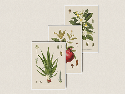 Vintage botanical cards assets book botanic botanical floral old postcard retro retro elements vintage