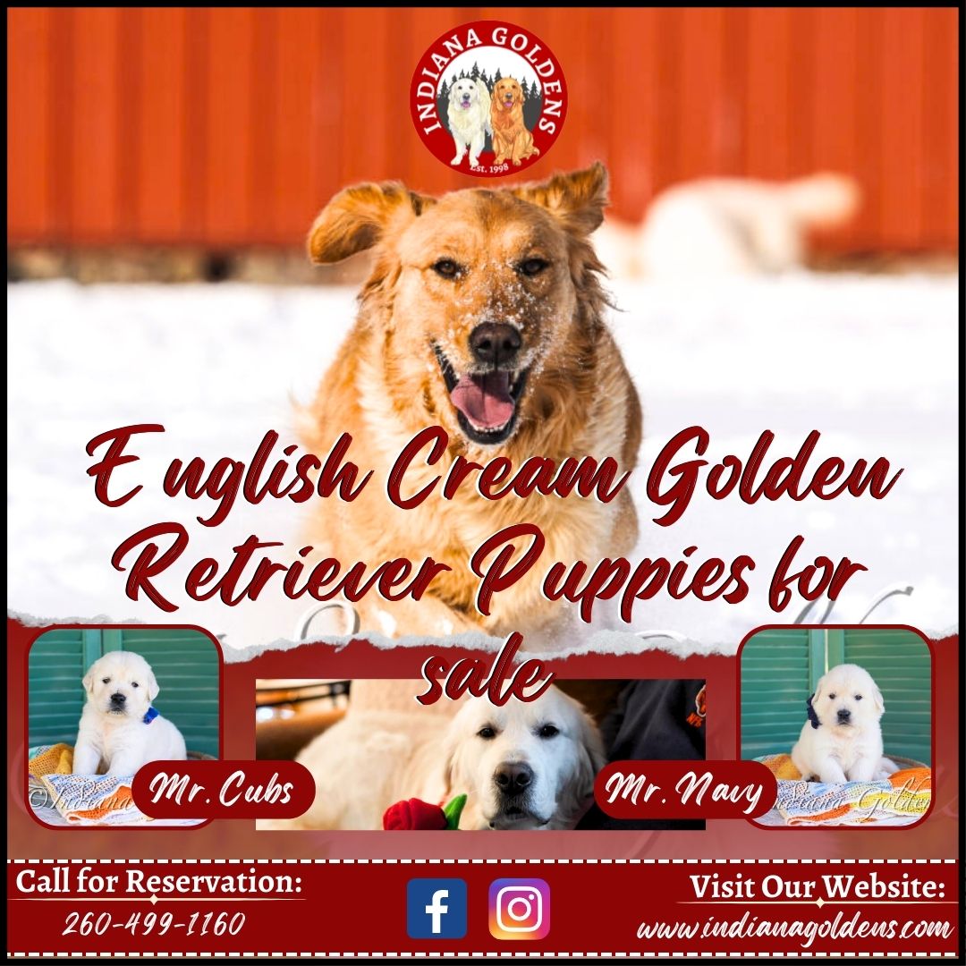 Adorable English Cream Golden Retriever Puppies For Sae By Indiana ...