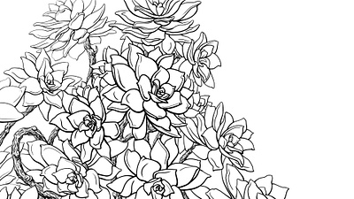 Succulent Lineart contour flowers illustration line lineart photoshop raster graphics sketch succulent