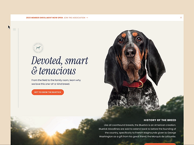 B is for...Bluetick Coonhound brand design branding concept dogs hound logo navigation rebrand typography ui web design