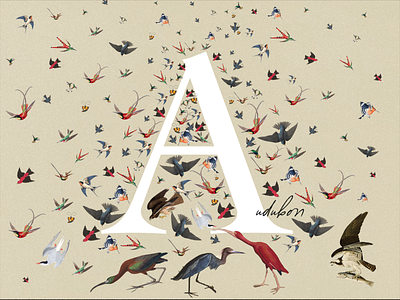 A is for...Audubon animation audubon birds concept design illustration typography