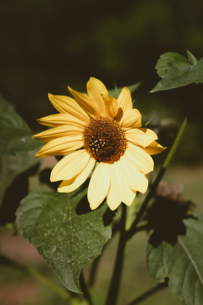 A Happy Sunflower adobe canon flower lightroom photography picture