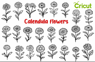 Calendula Flowers Vector, October Birth Flower hand drawn clipart