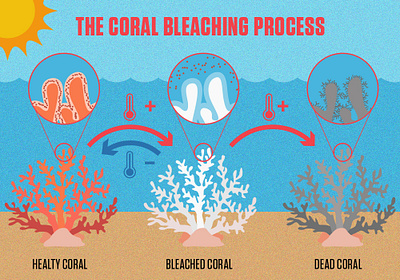 The Coral bleaching process australia bleaching process coral
