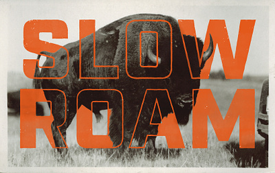Slow Roam bison buffalo slow roam texture typography vintage photo western