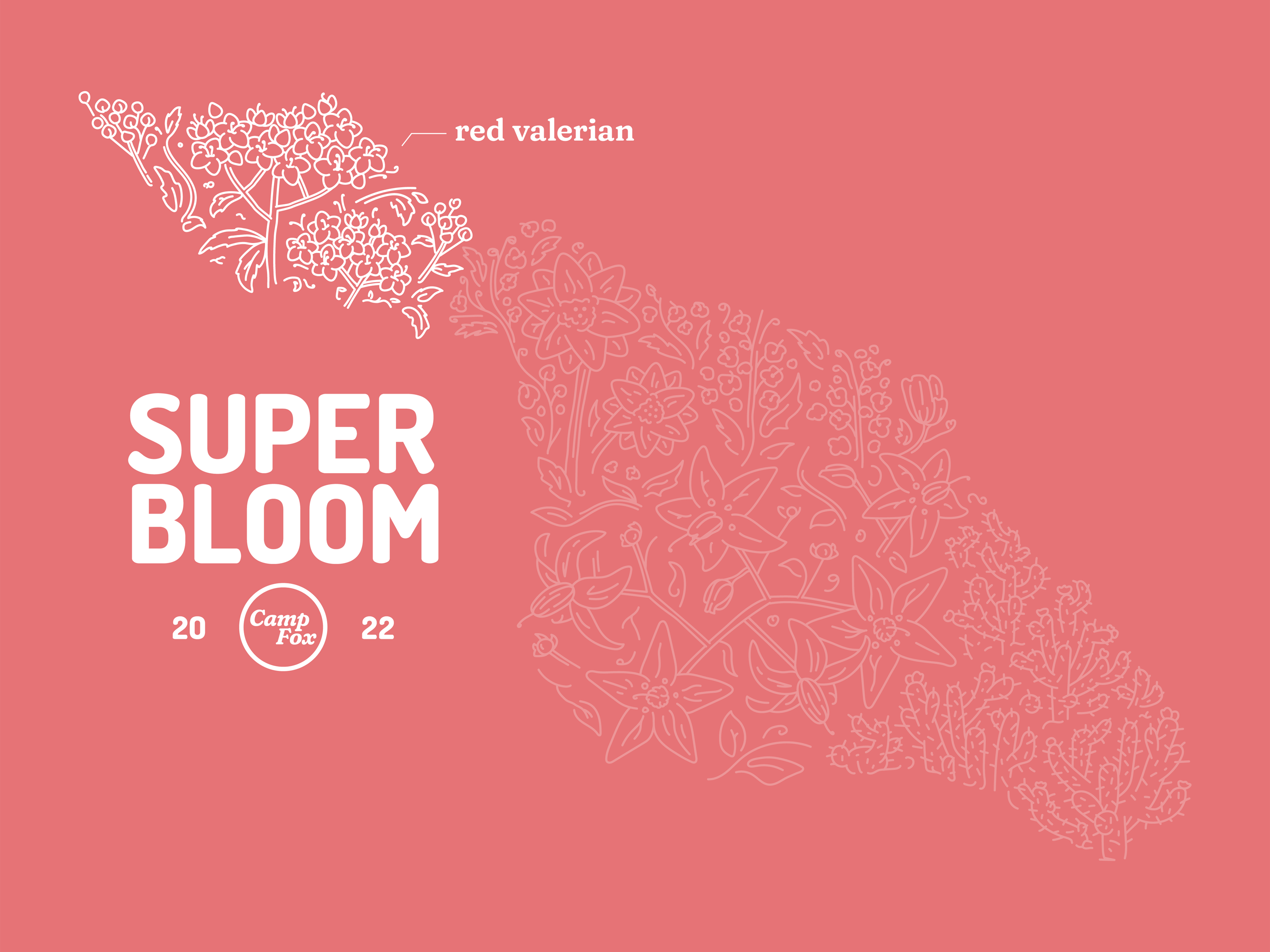 Camp Fox: Superbloom '22 bloom branding camp camp fox catalina detailed flowers illustration island linework plants