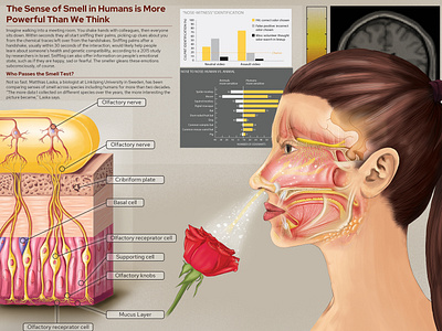 Smell Sense Medical Illustrations design graphic design illustration logo medical illustration vector