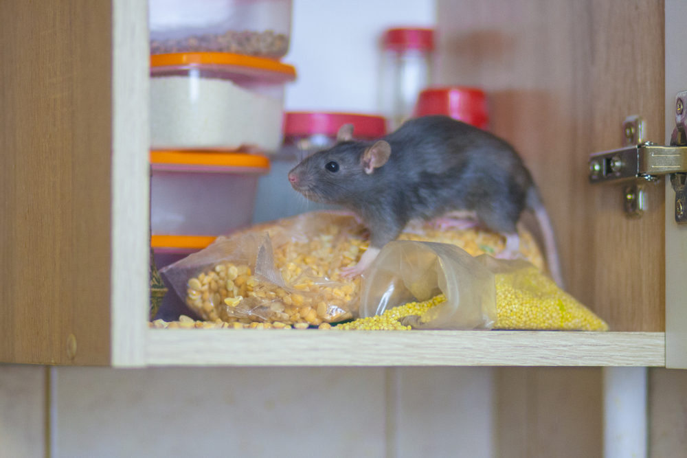 Rat Removal Houston Elite Wildlife Services by Elite Wildlife