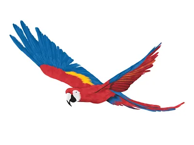 'Parrot' bird botanical botanical illustration digital illustration drawing illustration parrot