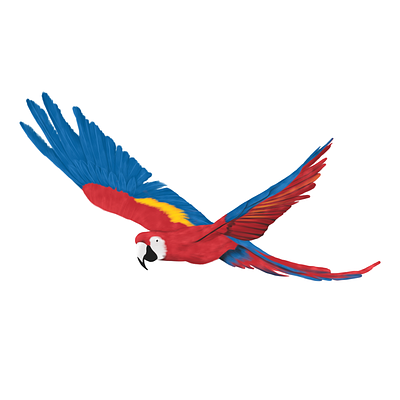 'Parrot' bird botanical botanical illustration digital illustration drawing illustration parrot