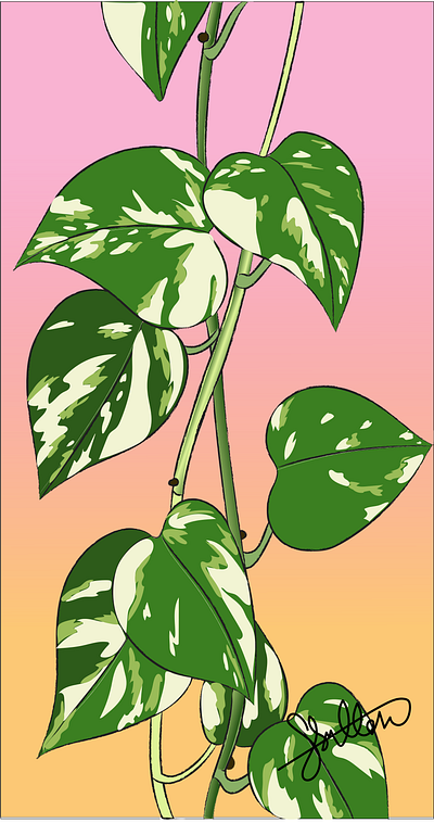 Ivy Vector Illustration illustration vector